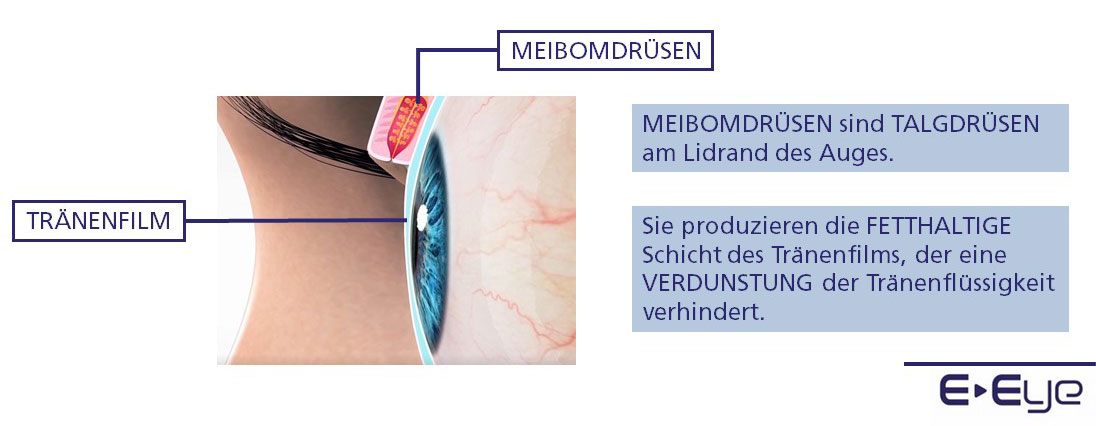 meibomdruesen