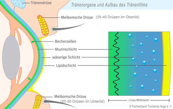 reimann_bon_flyer_schematische_darstellung_auge-sm